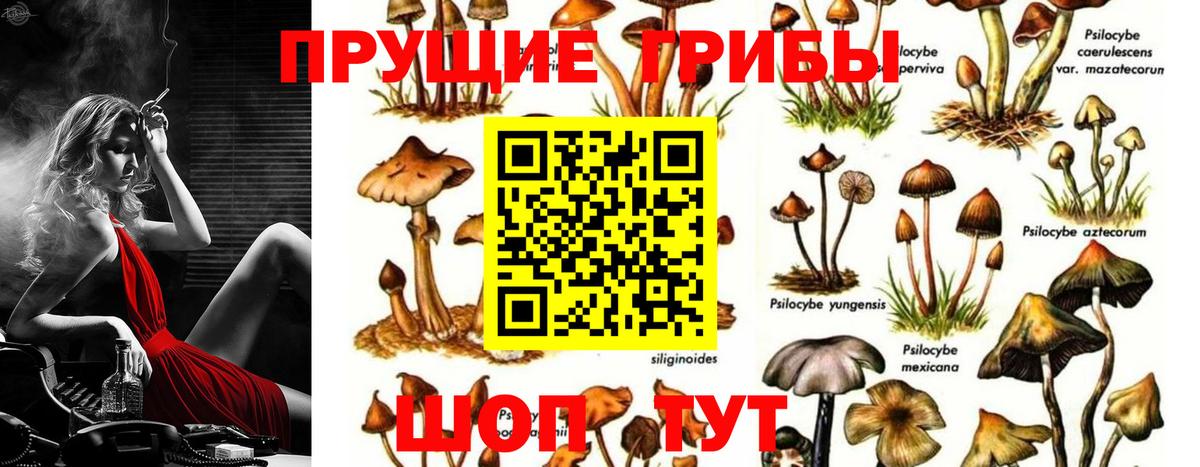 Галлюциногенные грибы Psilocybine cubensis Богданович